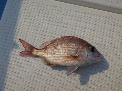 マダイの釣果