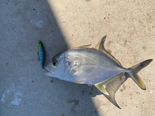 メッキの釣果