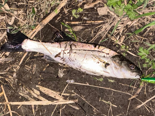 セイゴ（マルスズキ）の釣果