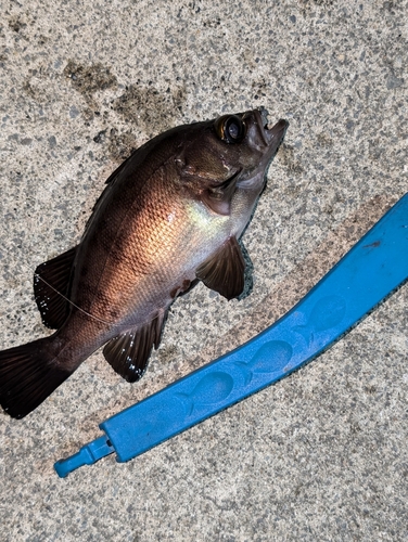 メバルの釣果