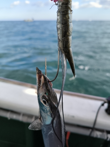 タチウオの釣果