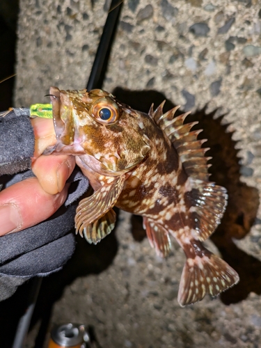 カサゴの釣果