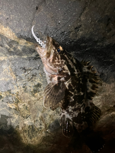 タケノコメバルの釣果