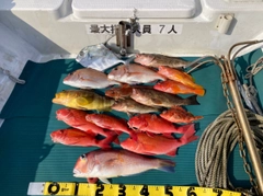 アカアマダイの釣果