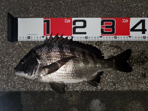 クロダイの釣果