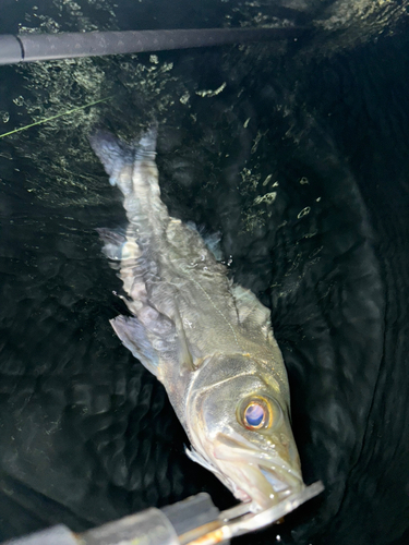 ヒラスズキの釣果