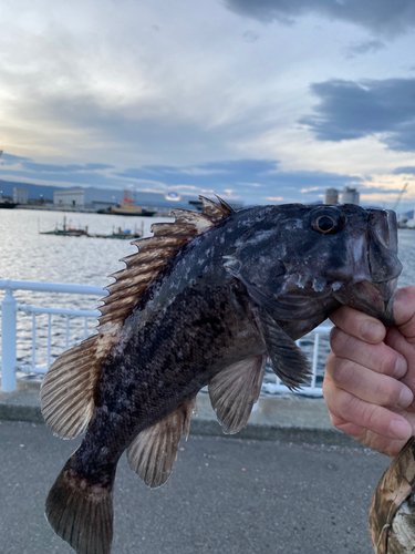 ベッコウゾイの釣果