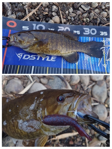 スモールマウスバスの釣果