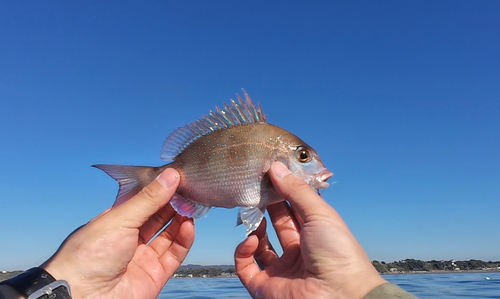 マダイの釣果