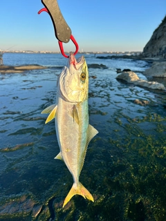 イナダの釣果