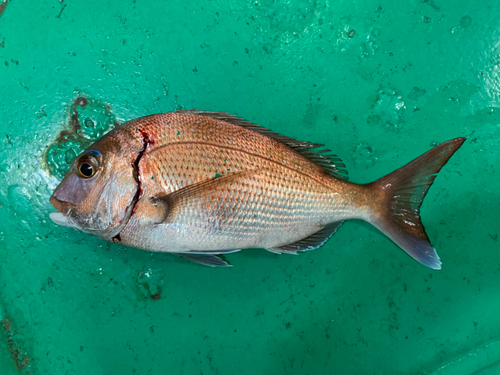 タイの釣果