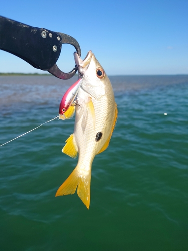 クロホシフエダイの釣果