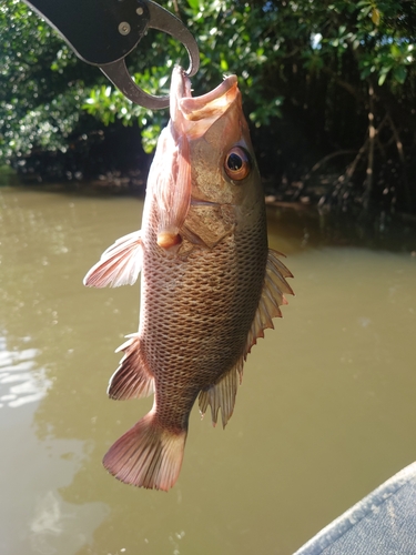 ゴマフエダイの釣果