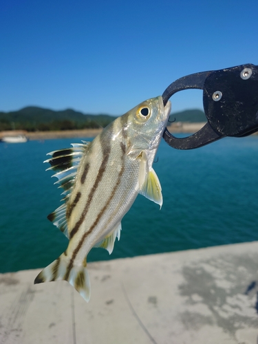 コトヒキの釣果