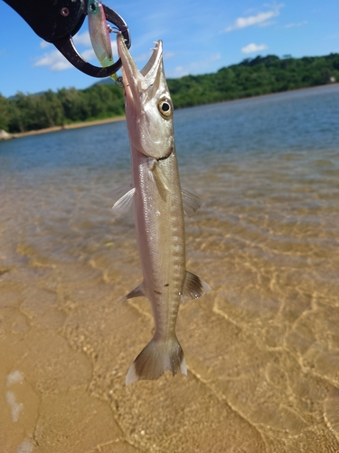 オニカマスの釣果