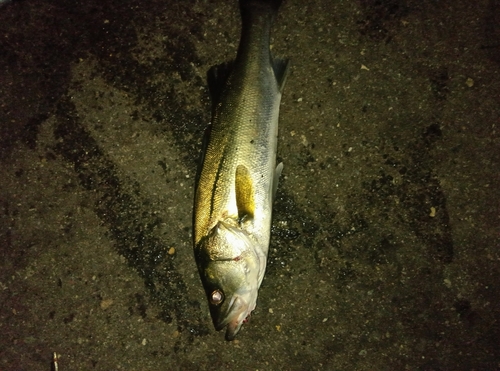 スズキの釣果