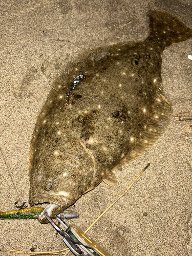 ヒラメの釣果