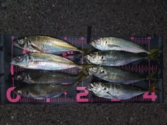 アジの釣果