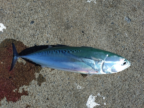 マルソウダの釣果