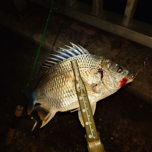 碧南海釣り公園