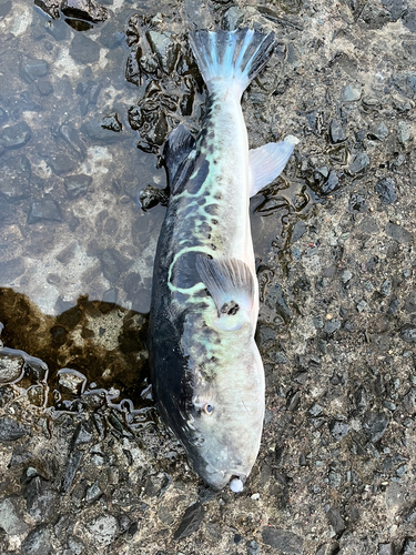 トラフグの釣果