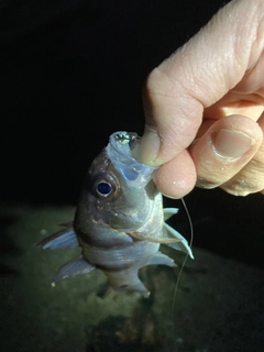 ネンブツダイの釣果