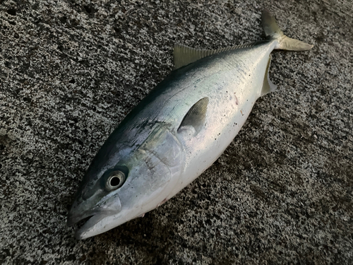 イナダの釣果