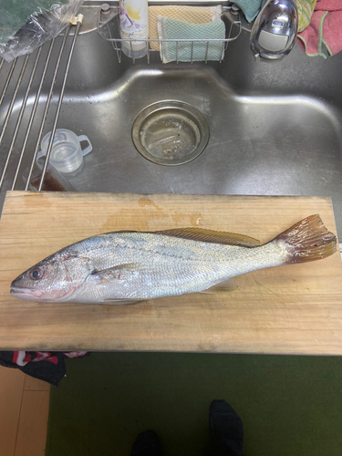 ニベの釣果