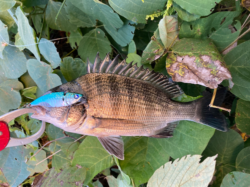 チヌの釣果