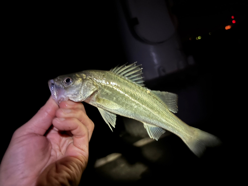 セイゴ（タイリクスズキ）の釣果