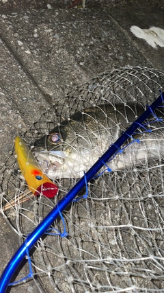 シーバスの釣果