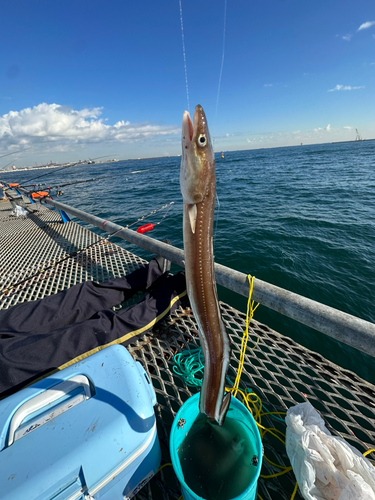 アナゴの釣果