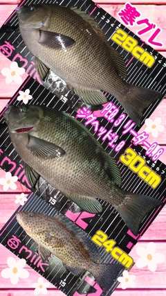 メジナの釣果