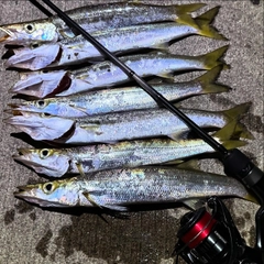 カマスの釣果