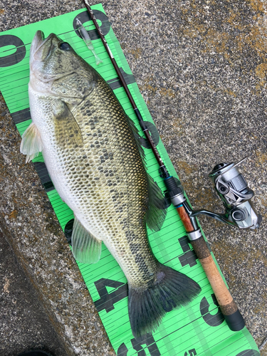 ブラックバスの釣果