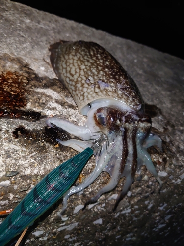 シリヤケイカの釣果