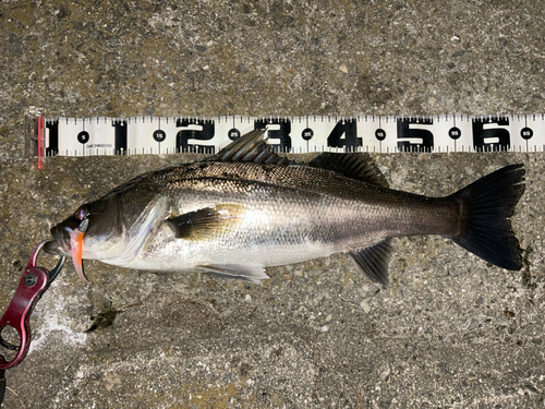 シーバスの釣果