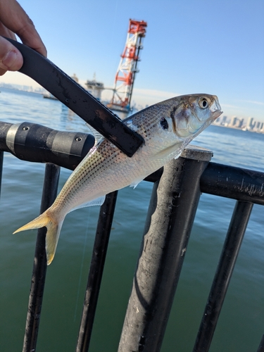 若洲海浜公園海釣り施設