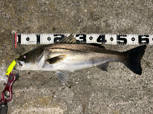 シーバスの釣果