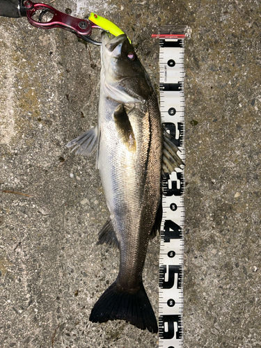 シーバスの釣果