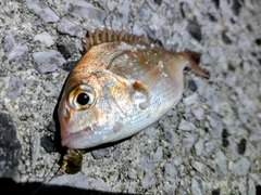 チャリコの釣果