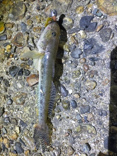 ハゼの釣果