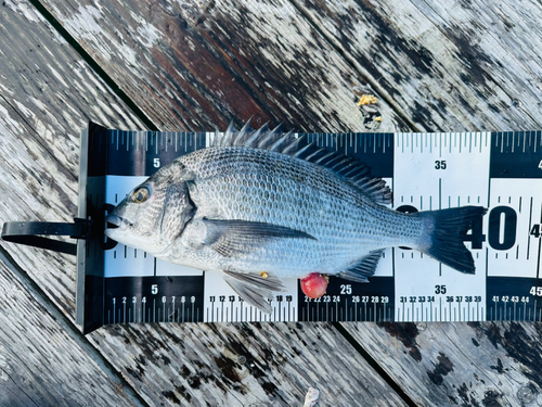 チヌの釣果