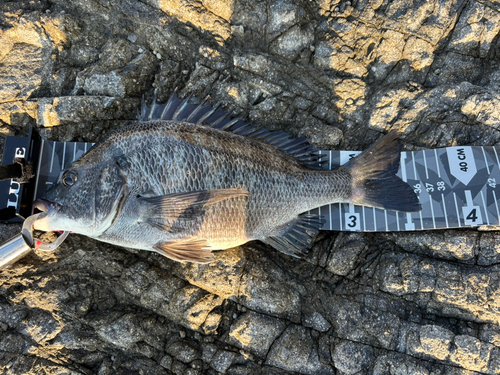 チヌの釣果