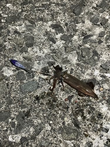 マメイカの釣果