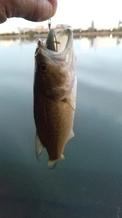 ラージマウスバスの釣果