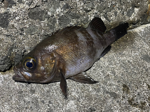 メバルの釣果