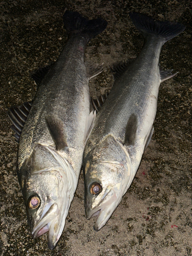 シーバスの釣果