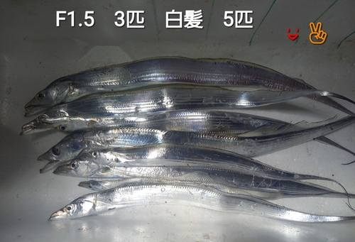 タチウオの釣果