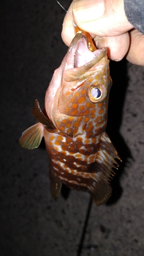 アコウの釣果